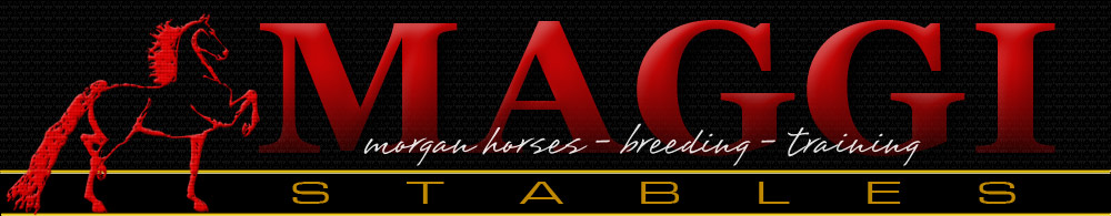 return to maggi stables home page